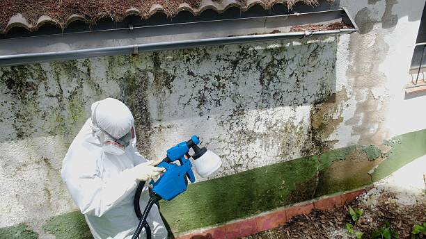 Trusted Black Mold Removal service in Lykens, PA - Cheap Mold Removal